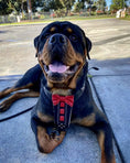 Load image into Gallery viewer, Bestia Custom Dog Gear Bowtie Leather Harness Handmade With Soft Foam Cushion Padding by Bestia Dog Gear
