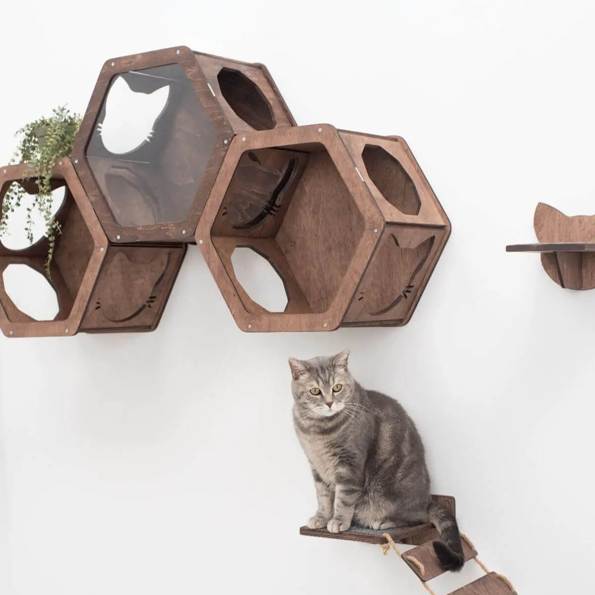 Luxury Dark Walnut Hexagon Cat Wall Shelves Climbing Kit For Home by Enjoy The Wood