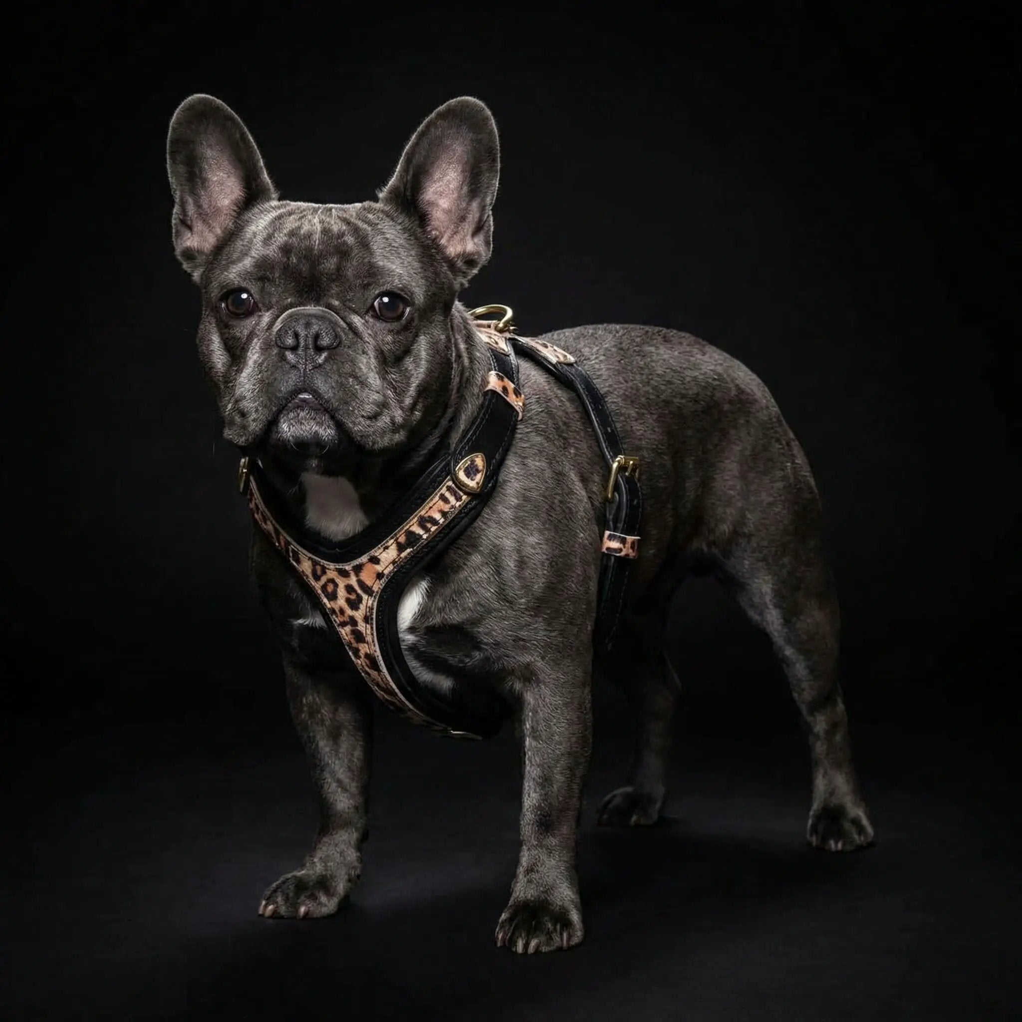Bestia Dog Gear Genuine Leather Leopard Harness Small To Medium Size by Bestia Dog Gear