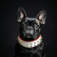 Cargar la imagen en la vista de la galería, White "Frenchie" dog collar - Pet Collars & Harnesses from Bestia Dog Gear

