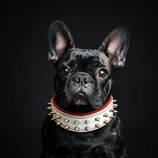 White "Frenchie" dog collar - Pet Collars & Harnesses from Bestia Dog Gear