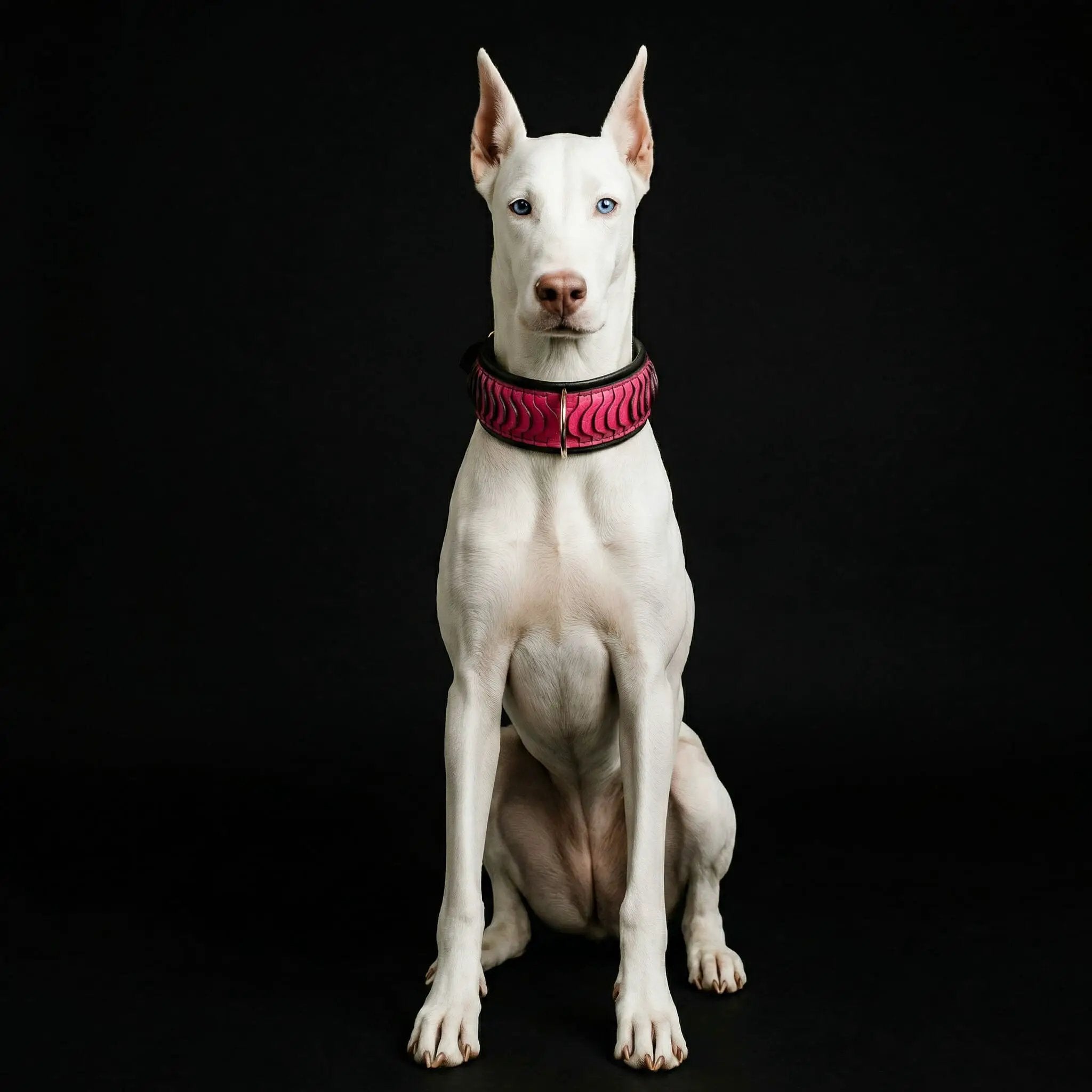 The ''Spine'' collar - Pet Collars & Harnesses from Bestia Dog Gear