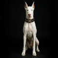 Load image into Gallery viewer, Irondog Collar - Pet Collars & Harnesses from Bestia Dog Gear
