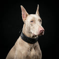 Charger l'image dans la visionneuse de la galerie, The "Korona" collar BLACK EDITION - Pet Collars & Harnesses from Bestia Dog Gear
