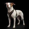 Bild in Galerie-Betrachter laden, 'Bijou'' harness Black & Orange for big dogs - Pet Collars & Harnesses from Bestia Dog Gear

