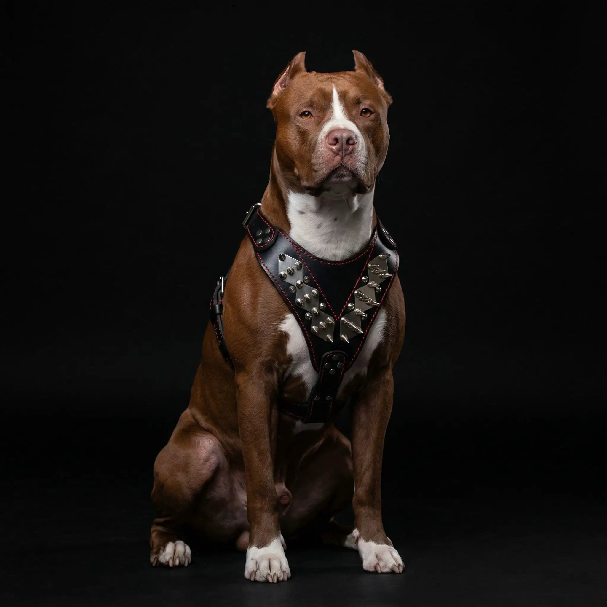 The "Steel" harness - Pet Collars & Harnesses from Bestia Dog Gear