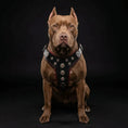 Charger l'image dans la visionneuse de la galerie, 'Bijou'' harness Black & Red for big dogs - Pet Collars & Harnesses from Bestia Dog Gear
