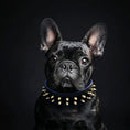 Charger l'image dans la visionneuse de la galerie, "Frenchie" collar - Pet Collars & Harnesses from Bestia Dog Gear
