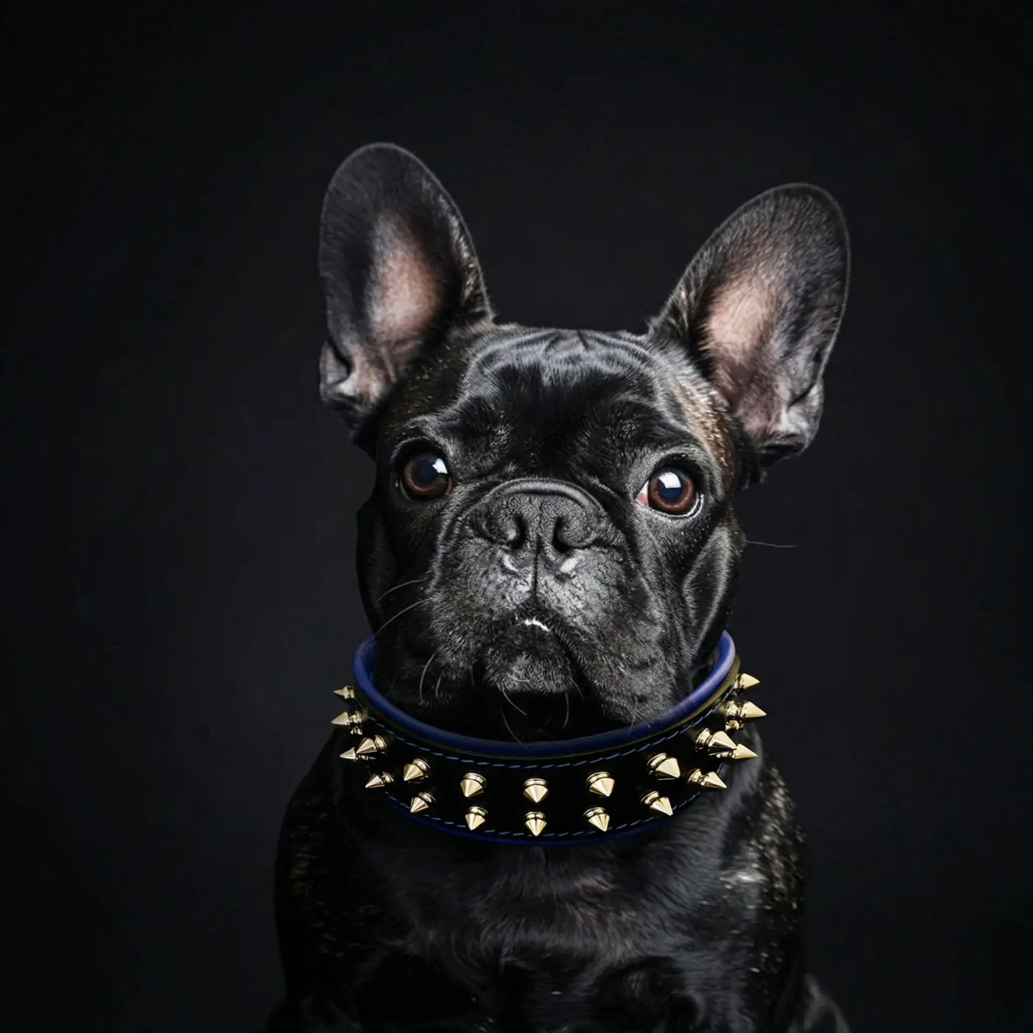 "Frenchie" collar - Pet Collars & Harnesses from Bestia Dog Gear