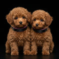 Carica l'immagine nel visualizzatore della galleria, The ''Taurus'' puppy collar - Pet Collars & Harnesses from Bestia Dog Gear
