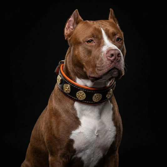 The "Bijou" collar orange - Pet Collars & Harnesses from Bestia Dog Gear