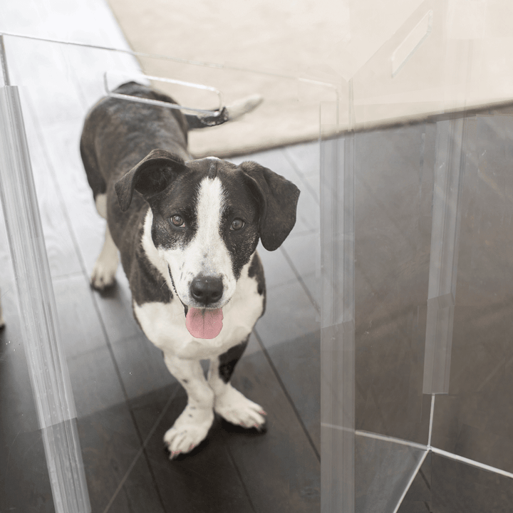 Hiddin Tall Clear Acrylic Zig Zag Pet Gate – Freestanding