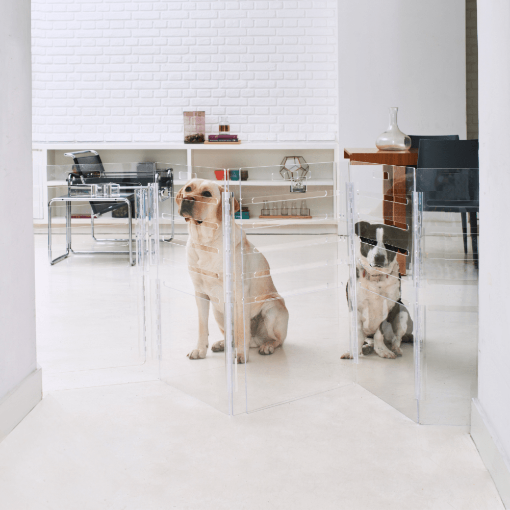 Hiddin Clear Acrylic Dog Crate – Small, Gold Latch