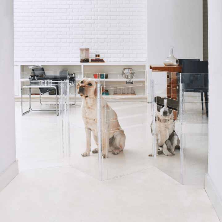 Hiddin Clear Acrylic Dog Crate – Small, Gold Latch