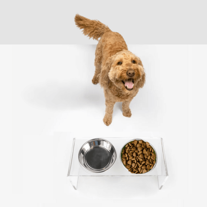 Hiddin Clear Acrylic Double Feeder with Silver Bowls – 7 in High