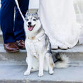 Load image into Gallery viewer, Wedding White Lace Set personalized ID collar for dogs with gold hardware by For Animals, With Love
