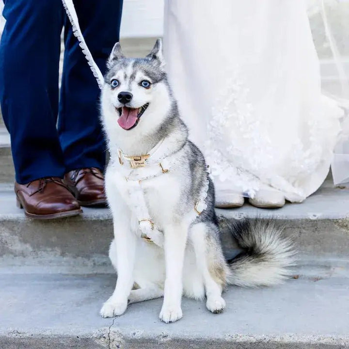 Wedding White Lace Set personalized ID collar for dogs with gold hardware by For Animals, With Love
