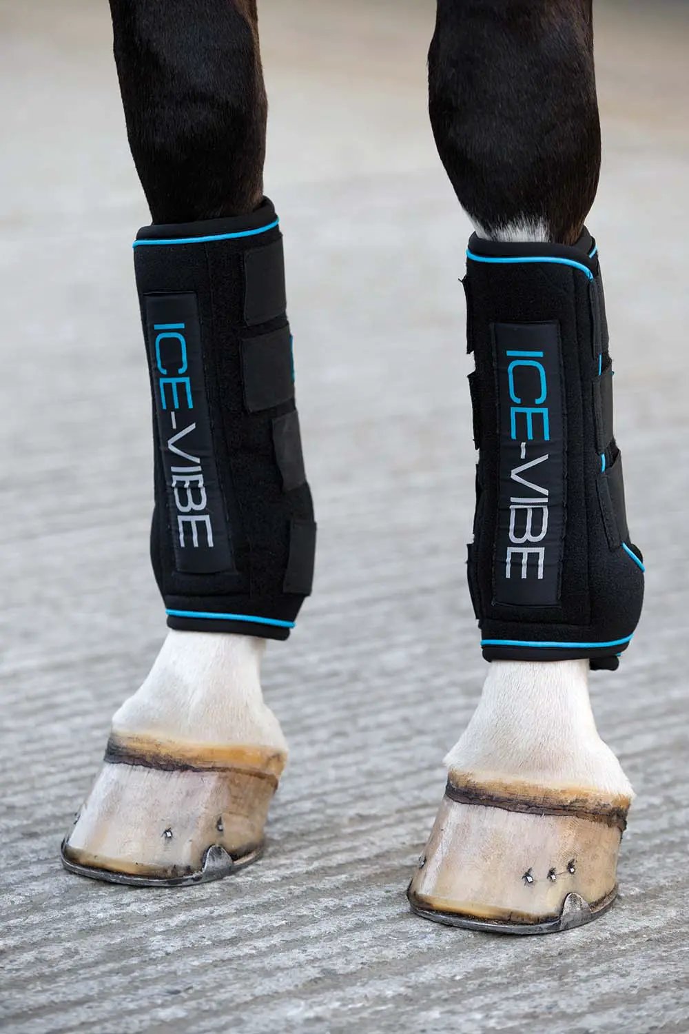 Ice-Vibe therapy horse boots, 2-pack, black with blue trim on a horse's legs.
