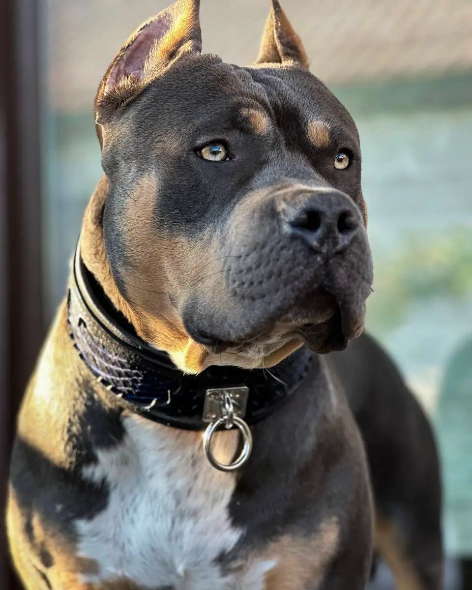 The ''Indigo'' collar - Pet Collars & Harnesses from Bestia Dog Gear