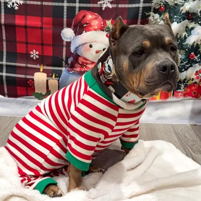 The Harley Limited Collar - Pet Collars & Harnesses from Bestia Dog Gear