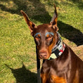 Load image into Gallery viewer, The Harley Limited Collar - Pet Collars & Harnesses from Bestia Dog Gear
