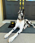 Load image into Gallery viewer, Bestia Atlantis black and chameleon leather dog collar, view 3
