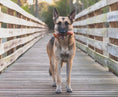 Load image into Gallery viewer, Naked Beasts beef trachea dog chew, grass-fed & finished, held by a German Shepherd on a wooden boardwalk.
