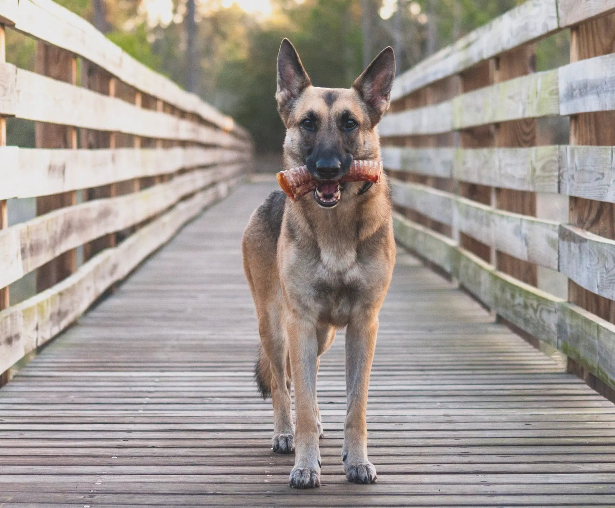 Naked Beasts beef trachea dog chew, grass-fed & finished, held by a German Shepherd on a wooden boardwalk.