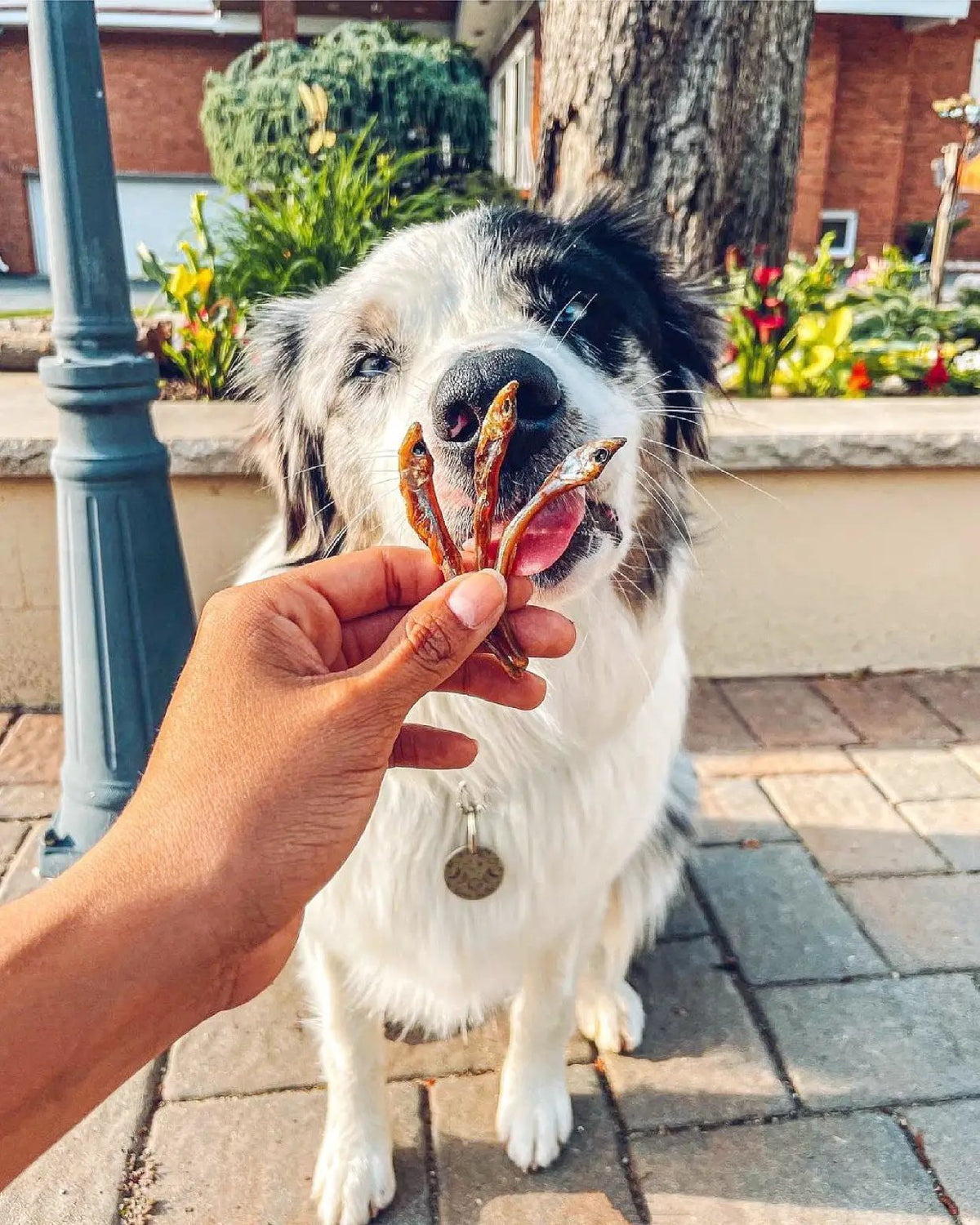 Smelt (Wild Caught) fish treats by Naked Beasts; dried fish held to a fluffy black-and-white dog.