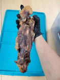 Load image into Gallery viewer, Duck Frames ABF by Naked Beasts; bone-in duck meat held by a gloved hand.
