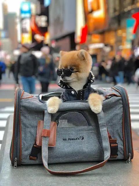 Mr. Peanut's Gold Series V2.0 Pet Carrier in gray with brown straps; small dog wearing sunglasses peeks out.