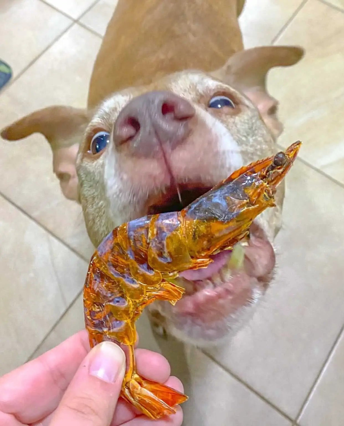 Shrimp Naked Beasts orange dried shrimp held near a dog's mouth