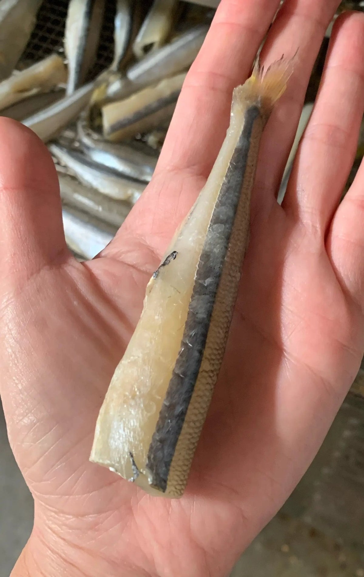Smelt (Wild Caught) by Naked Beasts, held in hand; slender pale fish with dark side stripe.
