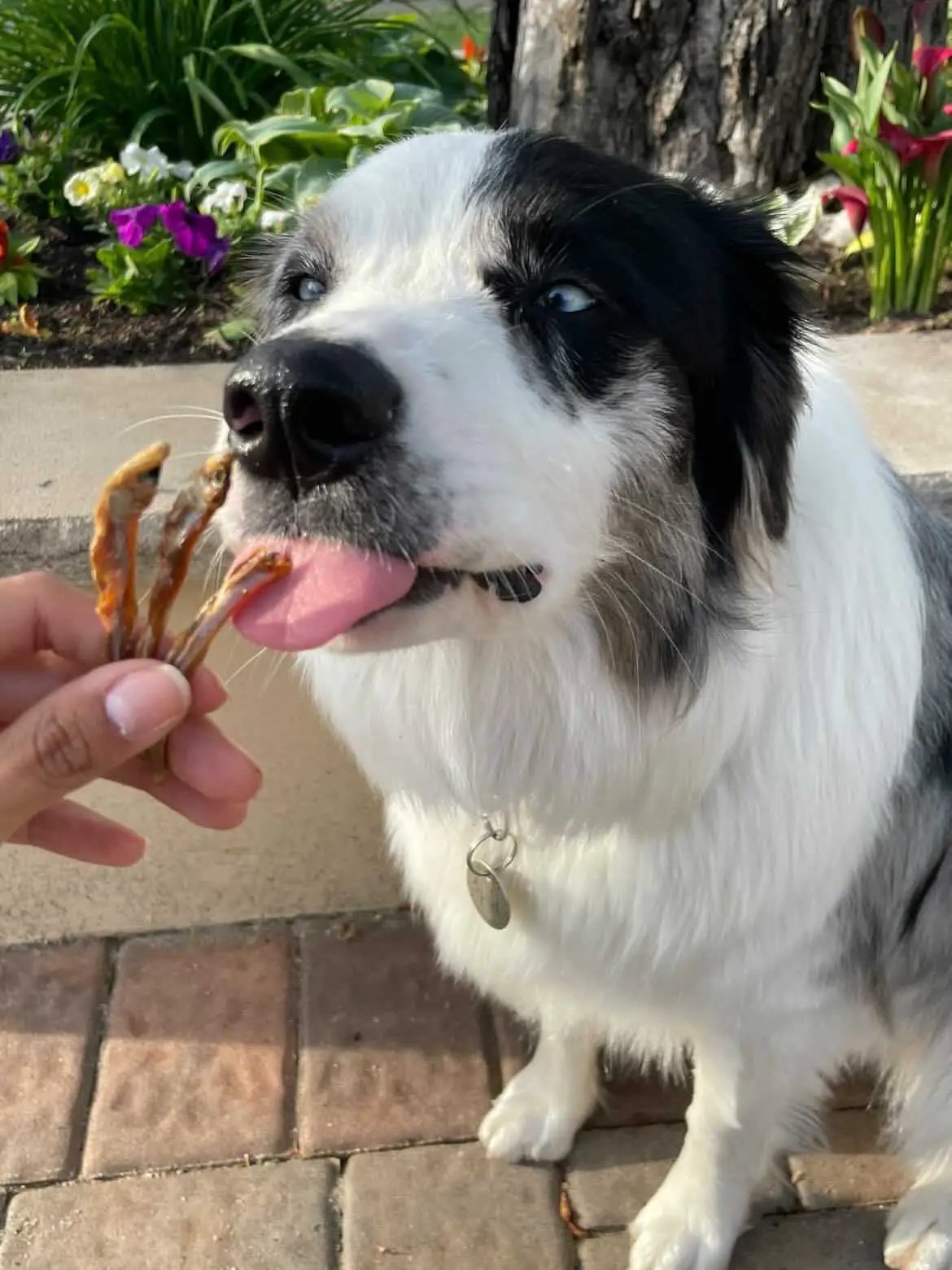 Smelt (Wild Caught) Naked Beasts dog treats; black-and-white dog with blue eyes being offered dried fish sticks.