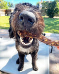 Load image into Gallery viewer, Duck Necks by Naked Beasts dog treat chewed by a playful black dog outdoors
