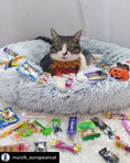 Load image into Gallery viewer, Mr. Peanut's OrthoPlush 28in Pet Bed, Snowflake White Two-Tone pillow bed
