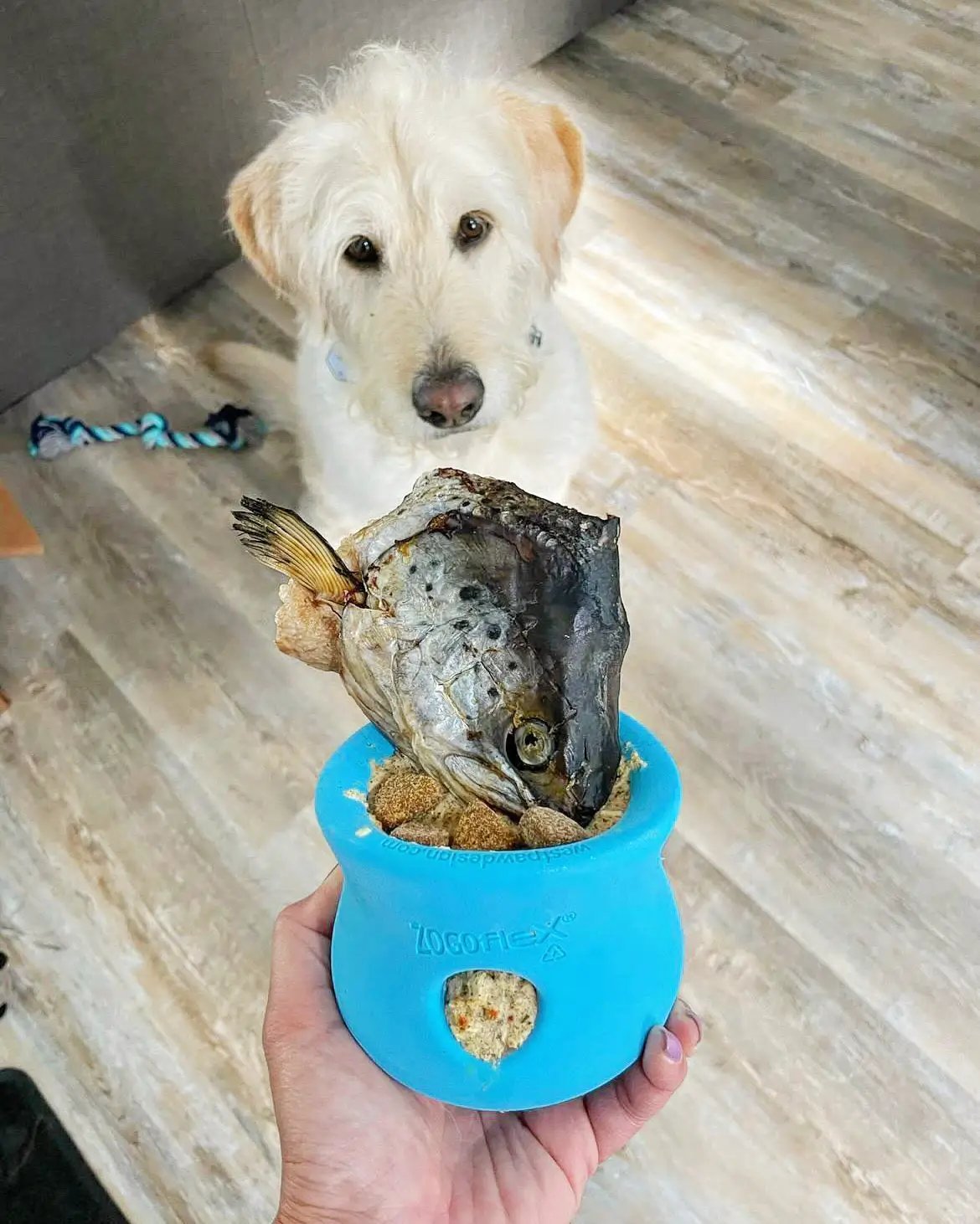 Salmon head halves in a blue Naked Beasts silicone treat feeder; dog nearby.