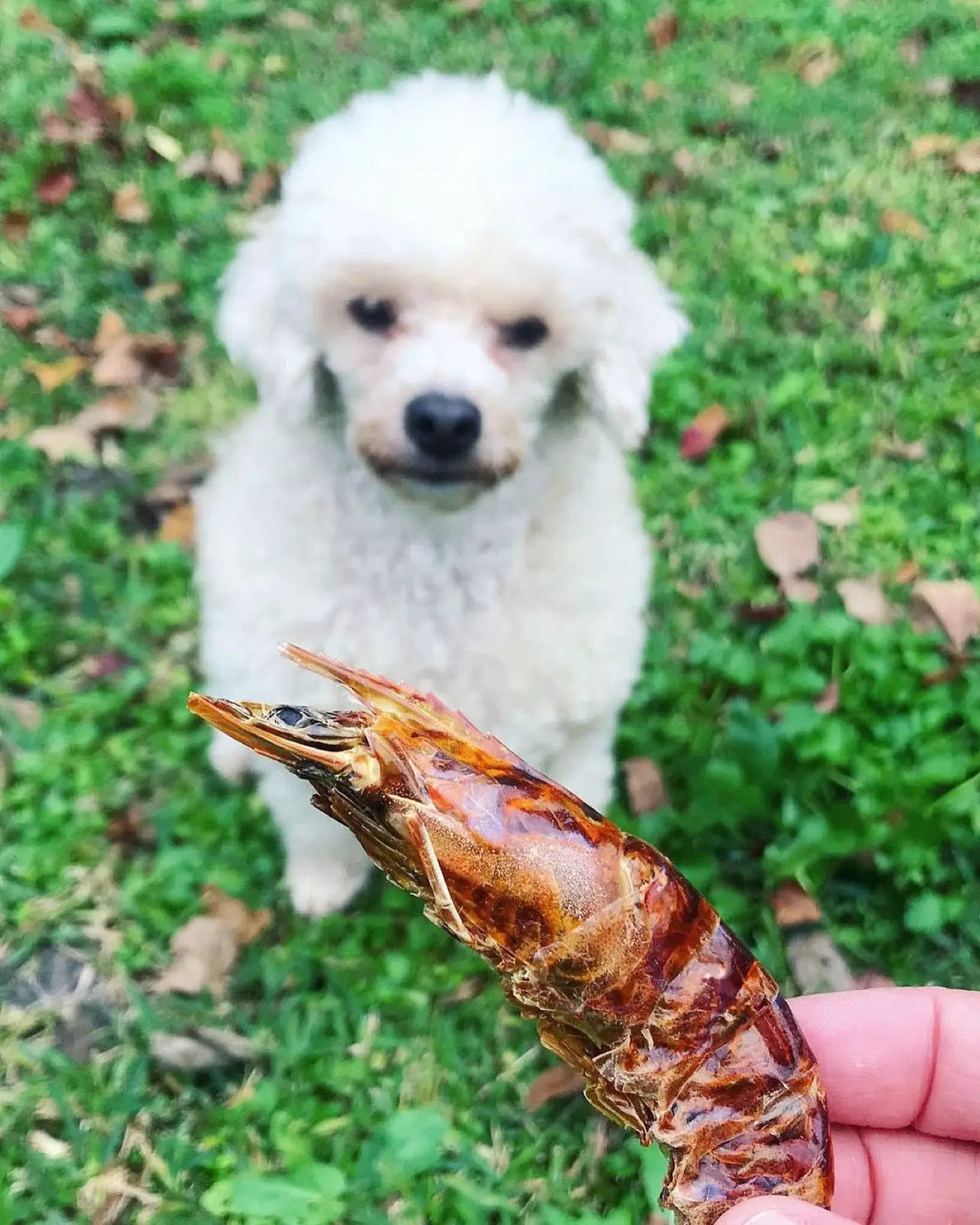 Shrimp jerky dog treat by Naked Beasts, brown dried shrimp.