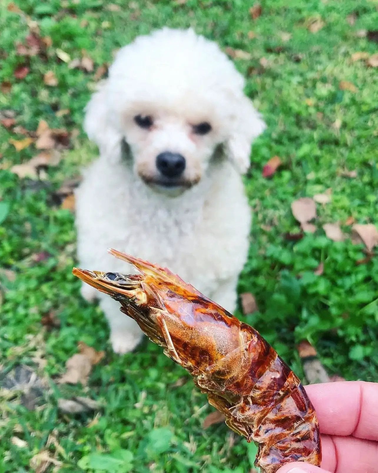 Shrimp jerky dog treat by Naked Beasts, brown dried shrimp.