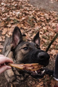 Load image into Gallery viewer, Duck Feet ABF dog treats by Naked Beasts; dog chewing on dried brown duck feet
