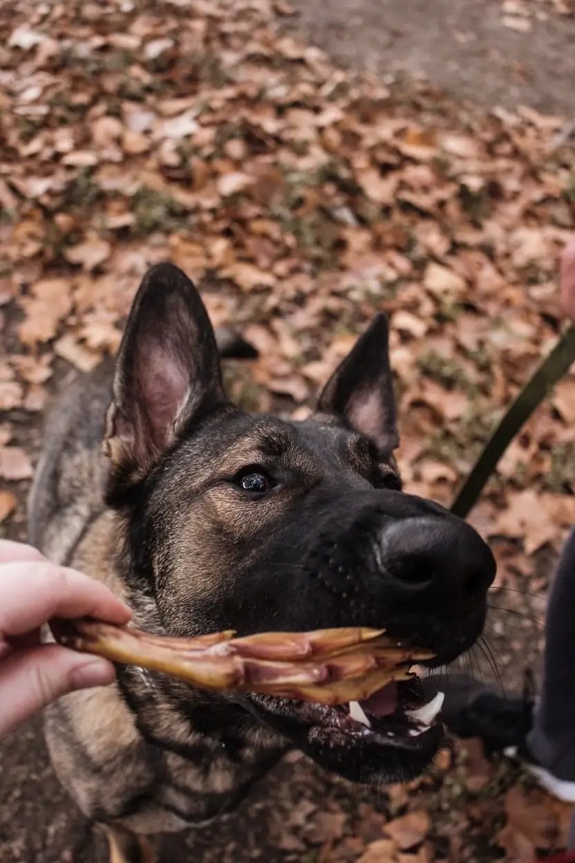 Duck Feet ABF dog treats by Naked Beasts; dog chewing on dried brown duck feet
