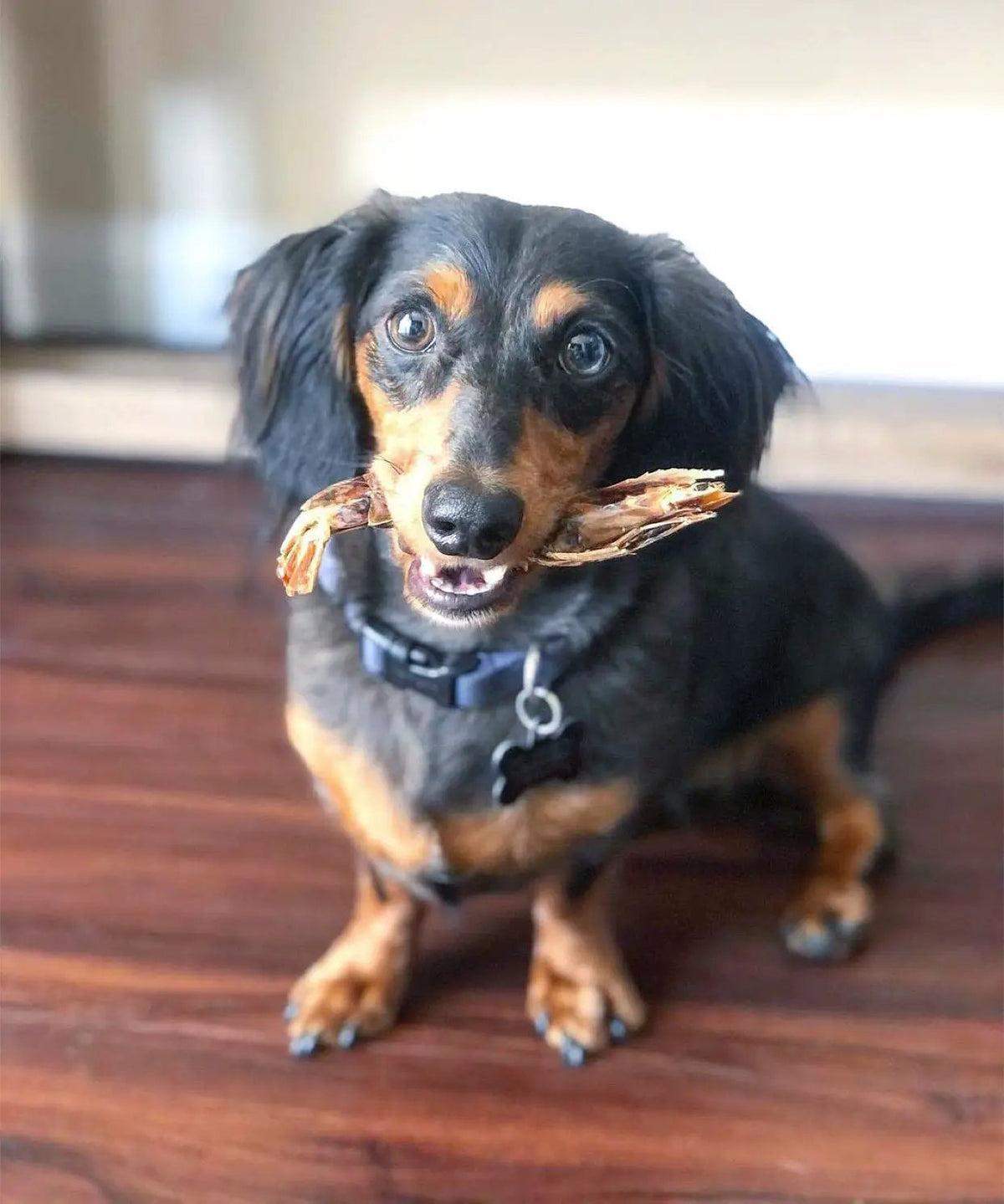 Small black-and-tan dog holding a bone chew in mouth on a wooden floor