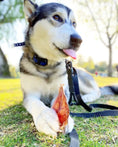 Carica l'immagine nel visualizzatore della galleria, Pig Ears by Naked Beasts, pink dog chew held by husky on grass
