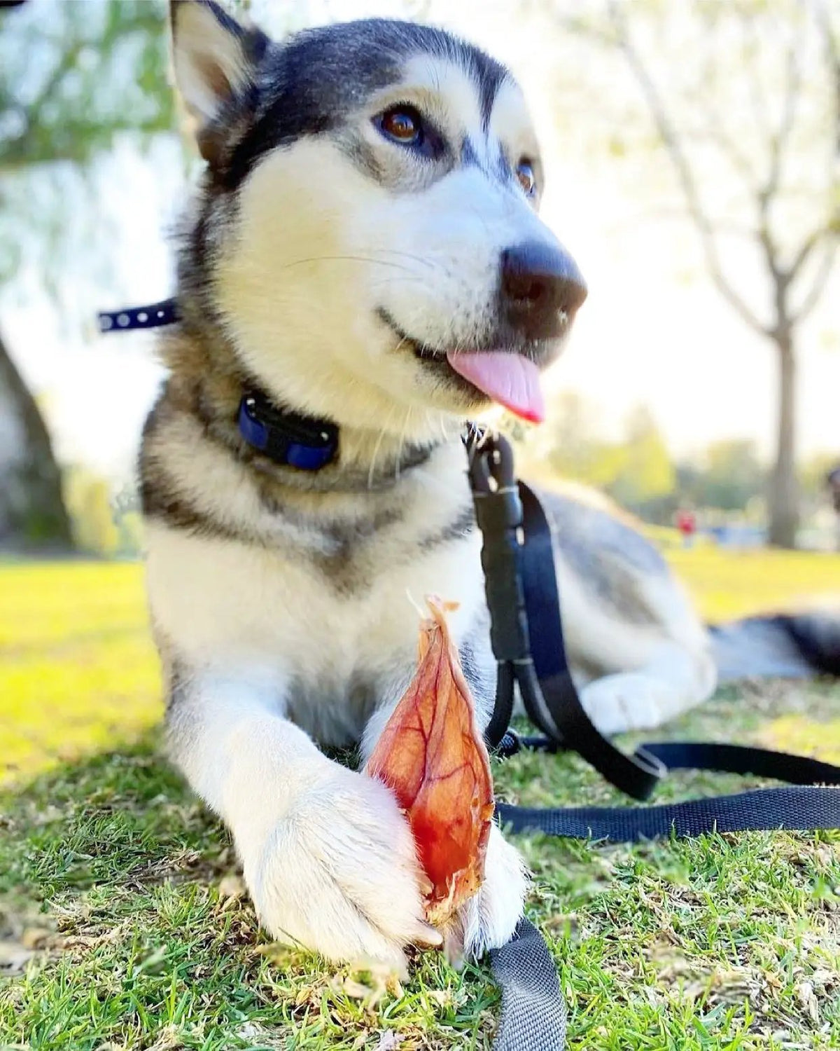 Pig Ears by Naked Beasts, pink dog chew held by husky on grass