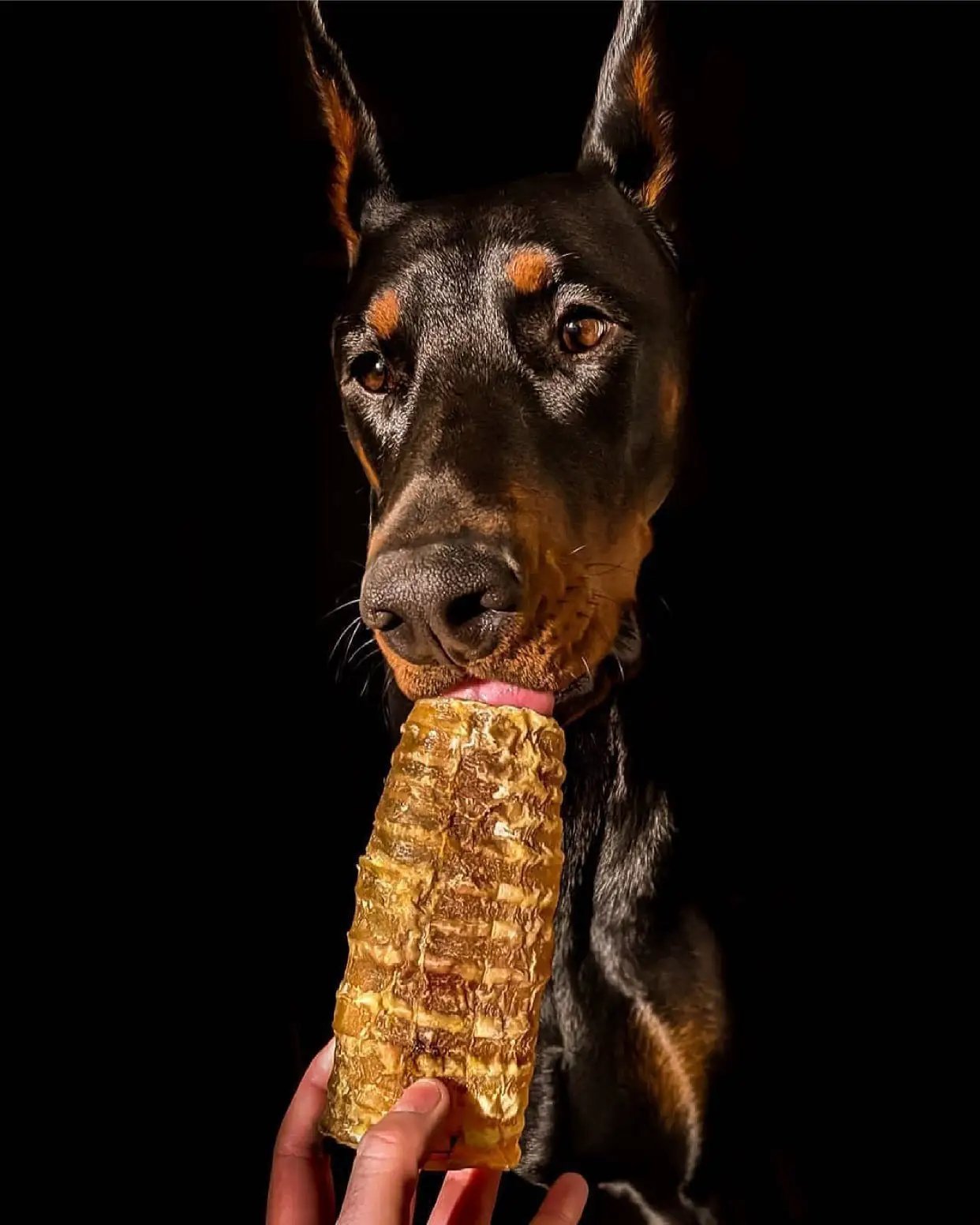 Beef trachea chew by Naked Beasts; grass-fed and finished, dog chewing the treat.