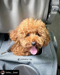 Carica l'immagine nel visualizzatore della galleria, Mr. Peanut's Aspen Series airline-compliant backpack pet carrier; gray fabric with a fluffy brown dog inside.

