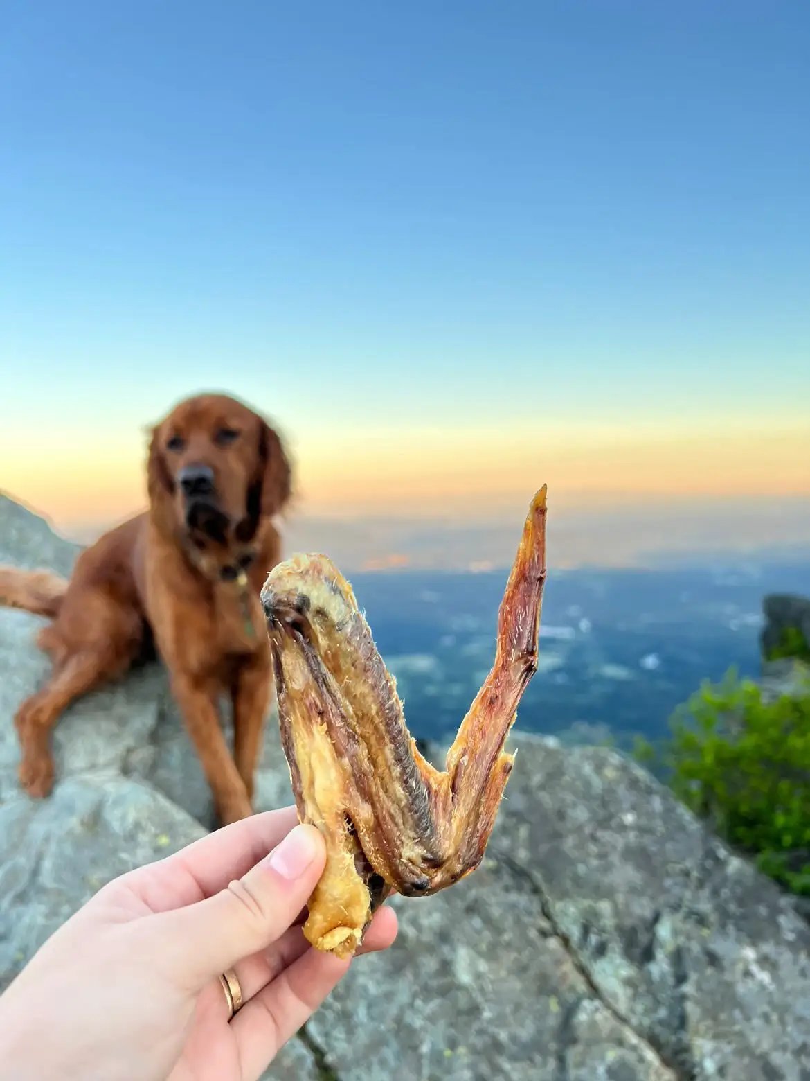Duck Wings (ABF) dog treats by Naked Beasts; hand holds a dried duck wing chew with a retriever on sunset overlook.