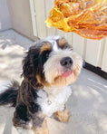 Load image into Gallery viewer, Chicken Frames (Chunked) by Naked Beasts: a dog gazing at a large chunk of chicken meat
