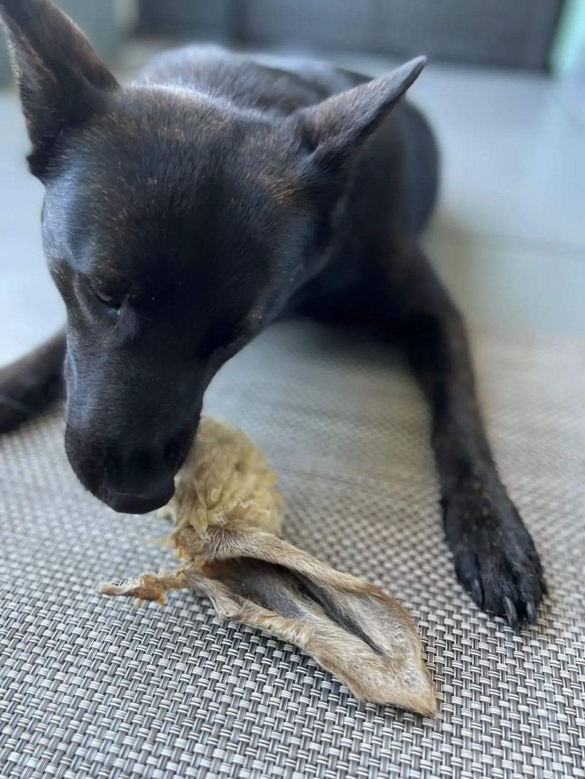Lamb Ears by Naked Beasts dog chew toy with furry and non-fur textures; beige ear