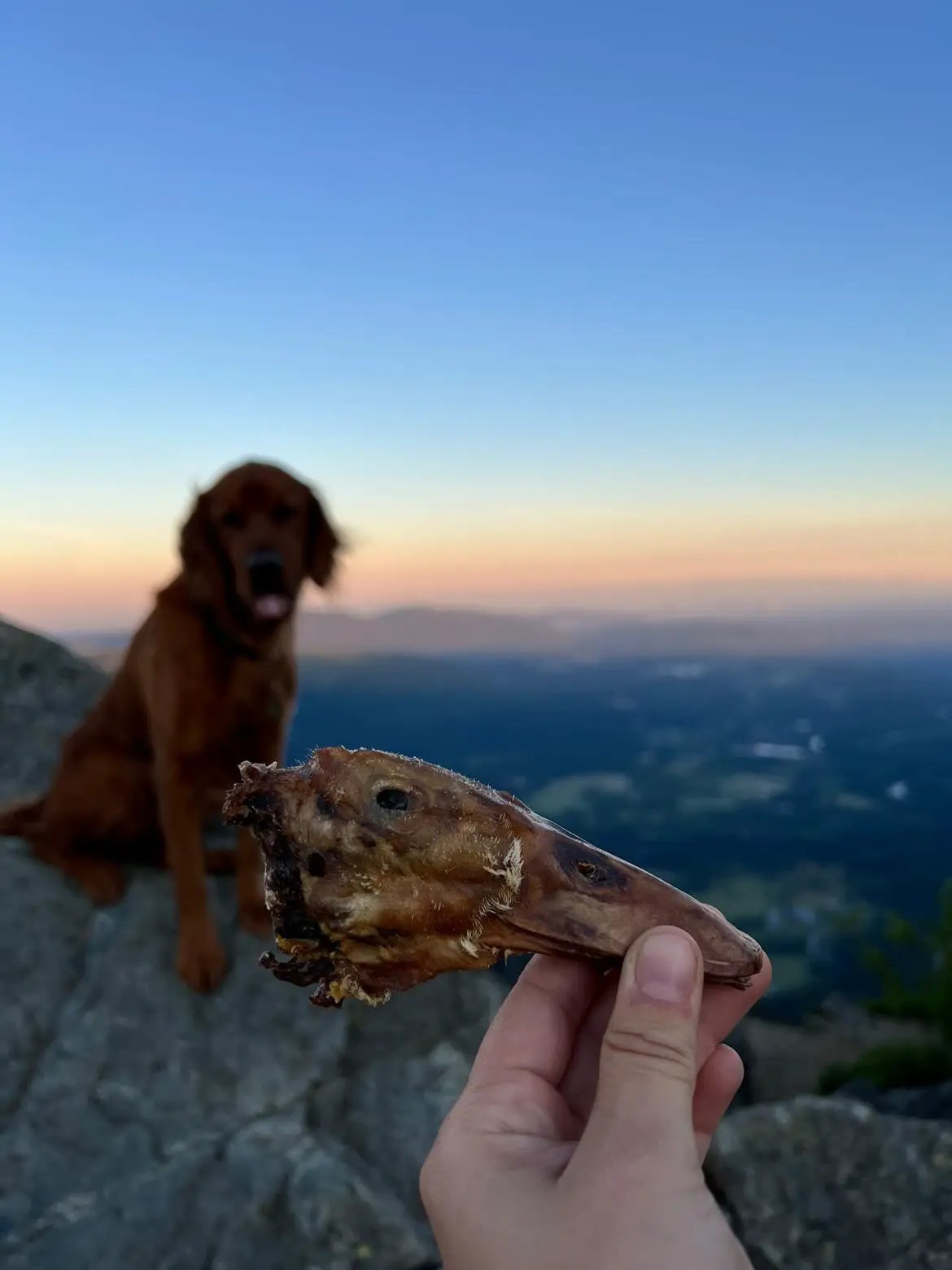 Duck Heads ABF dog treat; brown dried duck head bone held by hand with a golden retriever on a rocky hill at sunset.